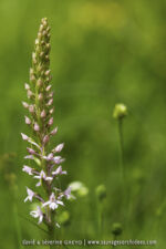 Gymnadenia conopsea