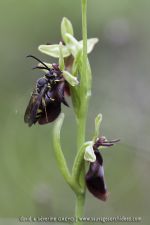 Ophrys insectifera
