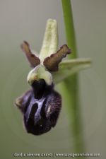 Ophrys incubacea