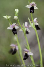 Ophrys benacencis