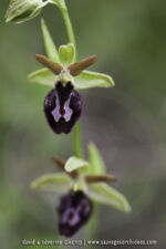 O. benacensis X O. incubacea