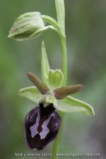 O. benacensis X O. incubacea