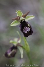 O. benacensis X O. incubacea