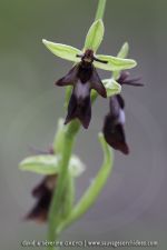 Ophrys insectifera