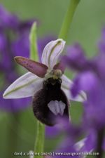 Ophrys benacencis