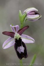 Ophrys benacencis