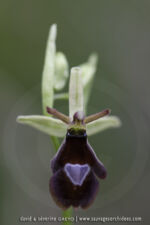 O. benacensis X O. insectifera