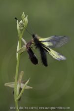 Libelloides cocajus
