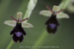 O. benacensis X O. insectifera