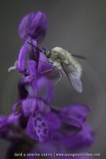 Anacamptis morio