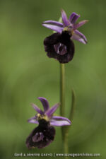 Ophrys benacencis