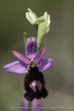 Ophrys benacencis
