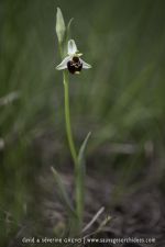 Ophrys linearis