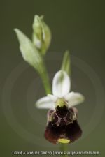 Ophrys linearis