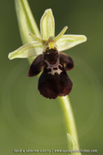 O. insectifera X O. linerais