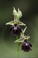 O. insectifera X O. linerais