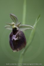 O. insectifera X O. linerais