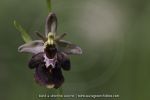 O. insectifera X O. linerais