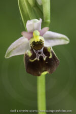 Ophrys linearis