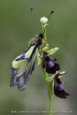 Libelloides cocajus