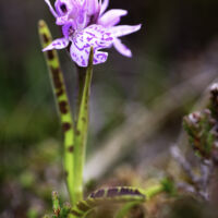 Dactylorhiza ericetorum - 18 juin