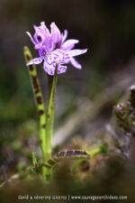 Dactylorhiza ericetorum - 18 juin