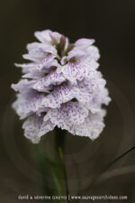 Dactylorhiza ericetorum - 18 juin