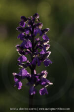 Anacamptis morio