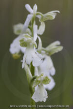 Anacamptis morio