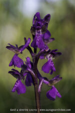 Anacamptis morio