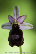 Ophrys benacencis
