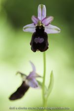 Ophrys benacencis