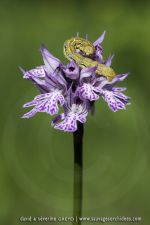 Neotina tridentata