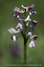 Anacamptis morio