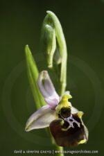Ophrys linearis