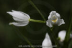 Cephalanthera longifolia