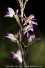 Limodorum abortivum