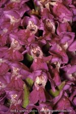 Dactylorhiza purpurella - 19 juin