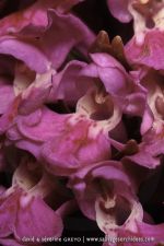 Dactylorhiza purpurella - 19 juin