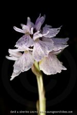 Dactylorhiza maculata ssp. ericetorum - 20 juin