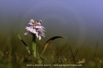 Dactylorhiza maculata ssp. ericetorum - 20 juin