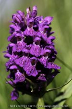 Dactylorhiza purpurella - 20 juin