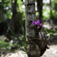 Orchidée sur tronc