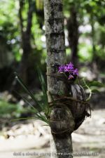 Orchidée sur tronc