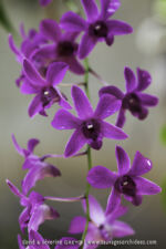 Orchidée sur tronc