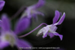 Orchidée sur tronc