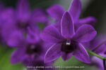 Orchidée sur tronc