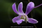 Orchidée sur tronc