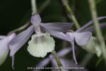 Orchidée sur tronc