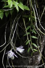 Orchidée sur tronc